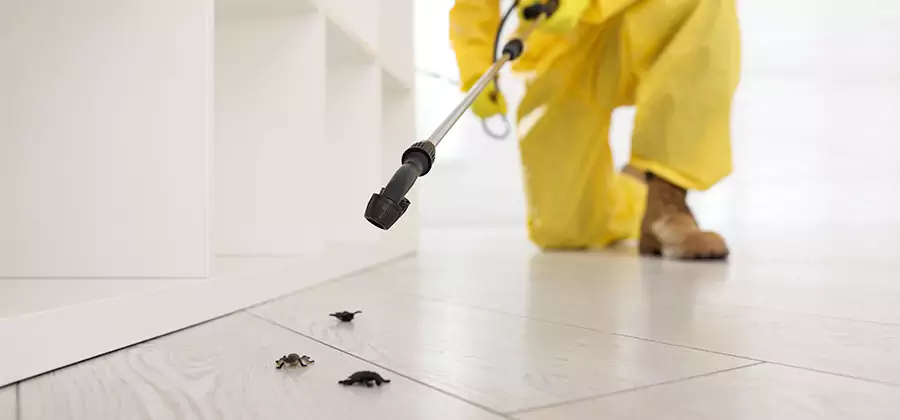 Roach and Bed Bug Exterminator in Montville