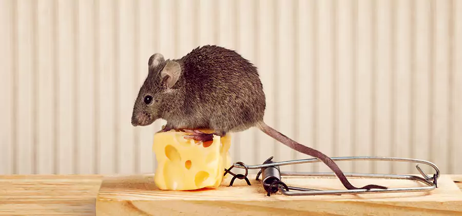 Commercial Rodent Exclusion Services in Montville