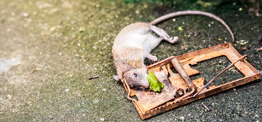 Rat Trapping in Montville
