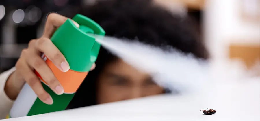 Child Safe Bed Bug Treatment in Montville