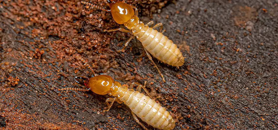 Sentricon Residential Termite Control in Montville