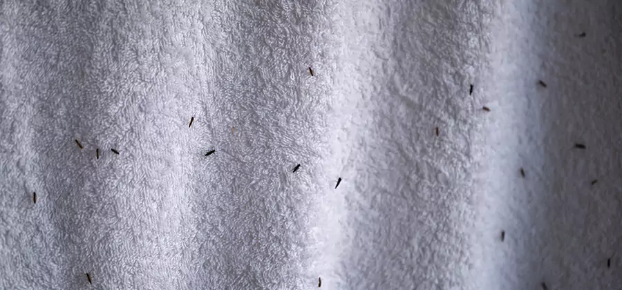 Small Black Ants in Bathroom Treatment in Montville
