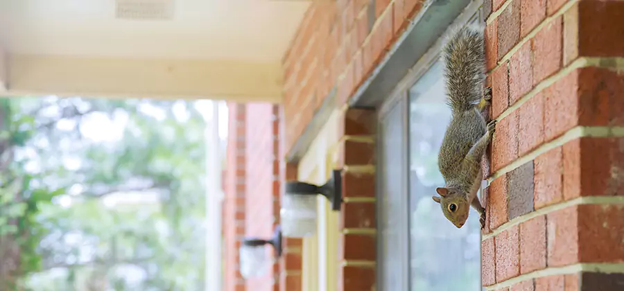 Squirrel Inside Walls Removal in Montville