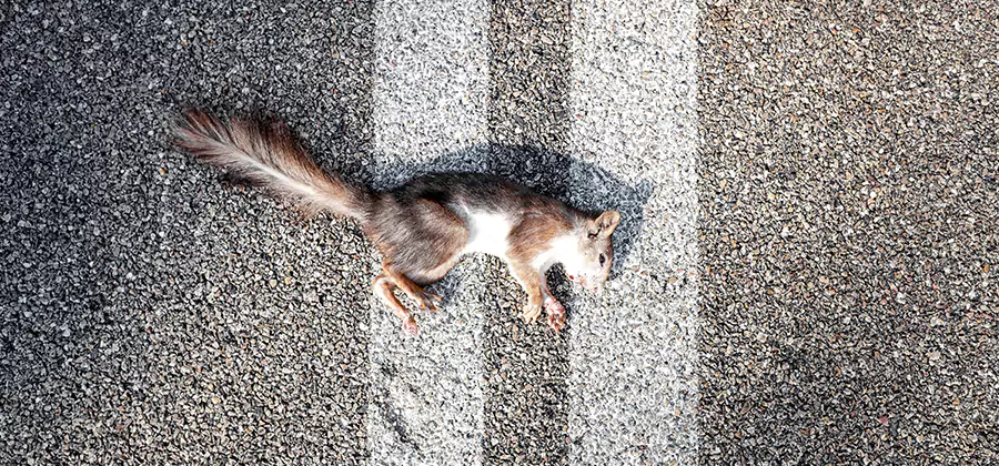 Dead Squirrel Removal in Montville