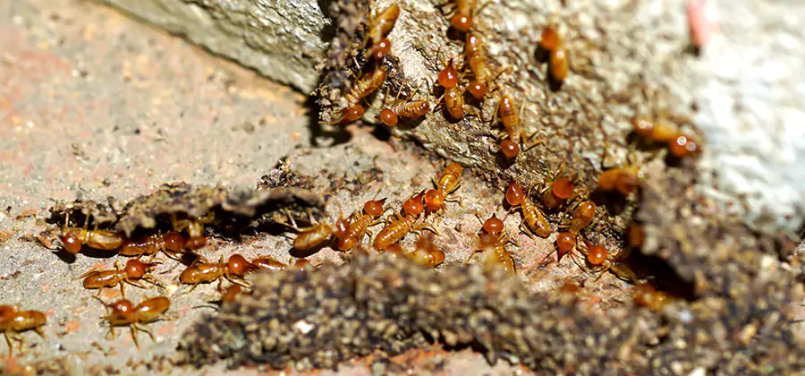 Wood Treatment and Localized Termite Solutions in Montville