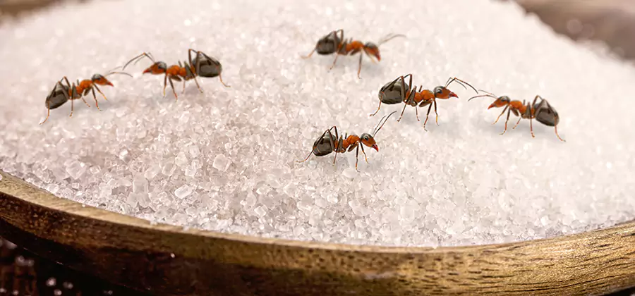 Indoor Sugar Ant Treatment in Montville