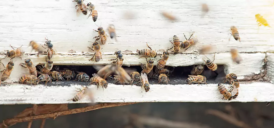 Residential Termite Fumigation in Montville