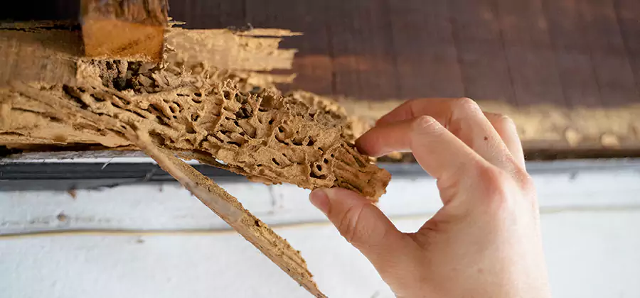 Pre-Purchase Termite Inspection in Montville