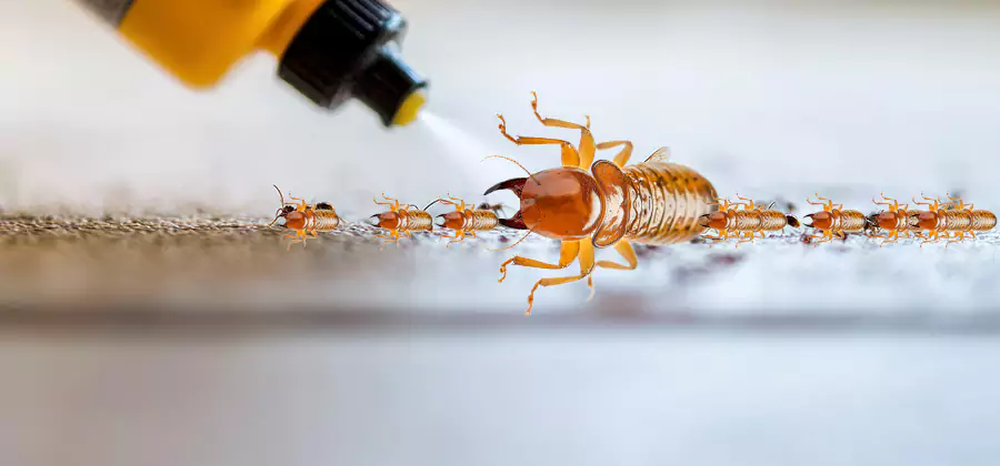Foundation Termite Spraying Control in Montville