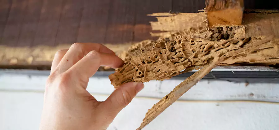 Pre-Construction Termite Treatment in Montville