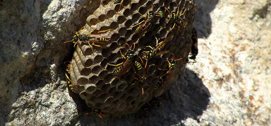 Wasp Nest in Tree Removal Montville