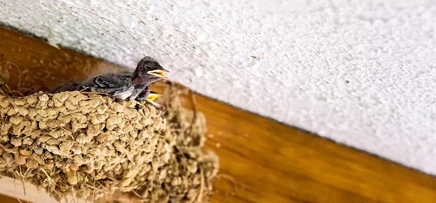 Bird Removal From House in Montville