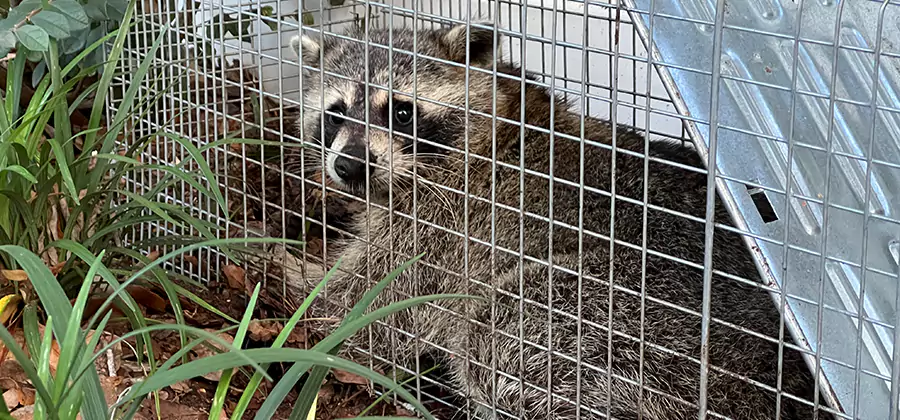 Wildlife Relocation Services in Montville
