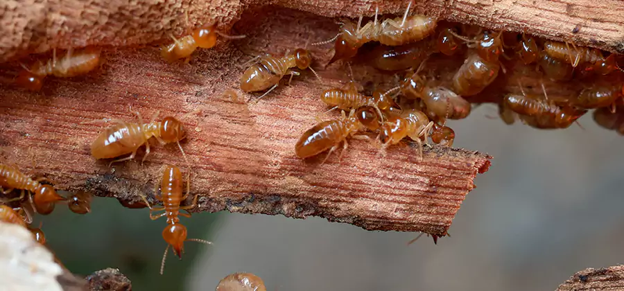Wood Preservation Termite Treatment in Montville