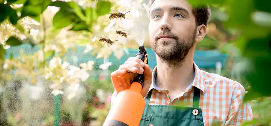 Yellow Jacket Wasp Removal in Montville