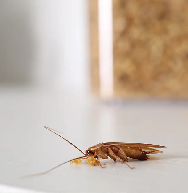 Why Montville Pest Control Pro Stands Out in Montville, NJ?