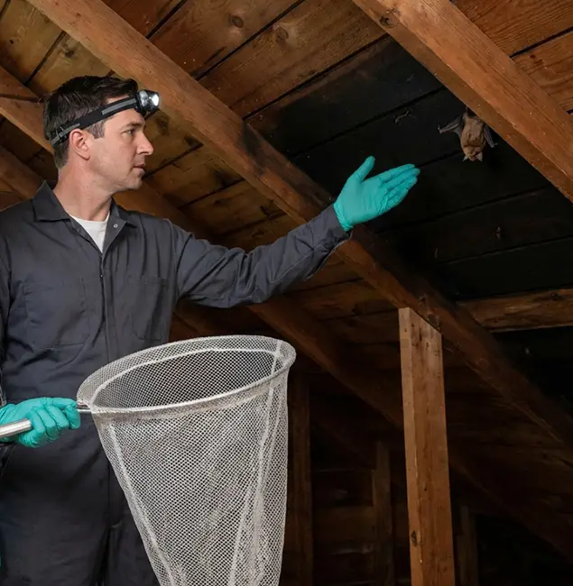Why Montville Pest Control Pro Is the Right Choice in Montville, NJ?
