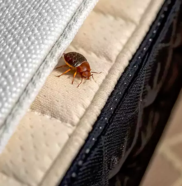 Why Choose Montville Pest Control Pro for Bed Bug Treatment at Home in Montville, NJ?