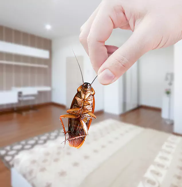 Why Montville Pest Control Pro Stand Out For Bed Bug Inspection in Montville, NJ?