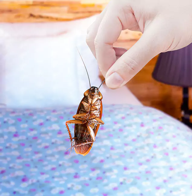 Why Choose Montville Pest Control Pro for Bed Bug Treatment in Montville, NJ?