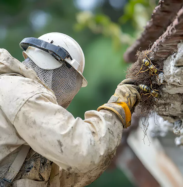 Why Montville Property Owners Choose Montville Pest Control Pro for Bee Exterminator?
