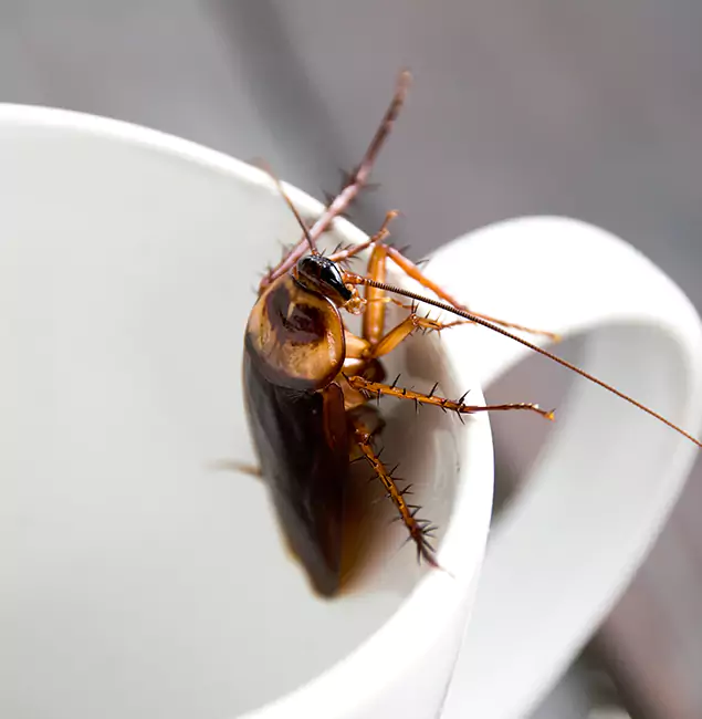 Why Montville, NJ Residents Trust Montville Pest Control Pro for Cockroach Fumigation?