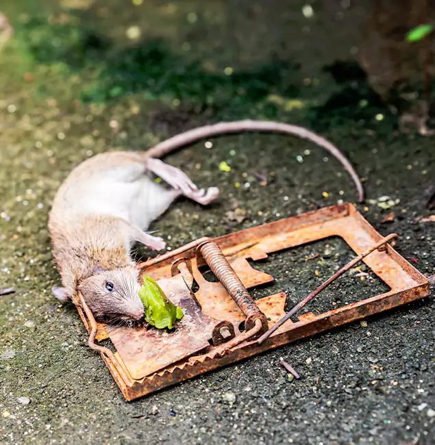 Why Montville, NJ Homeowners Trust Montville Pest Control Pro for Rodent Removal?