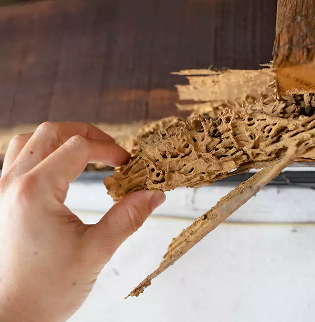 Why Choose Montville Pest Control Pro in Montville, NJ?
