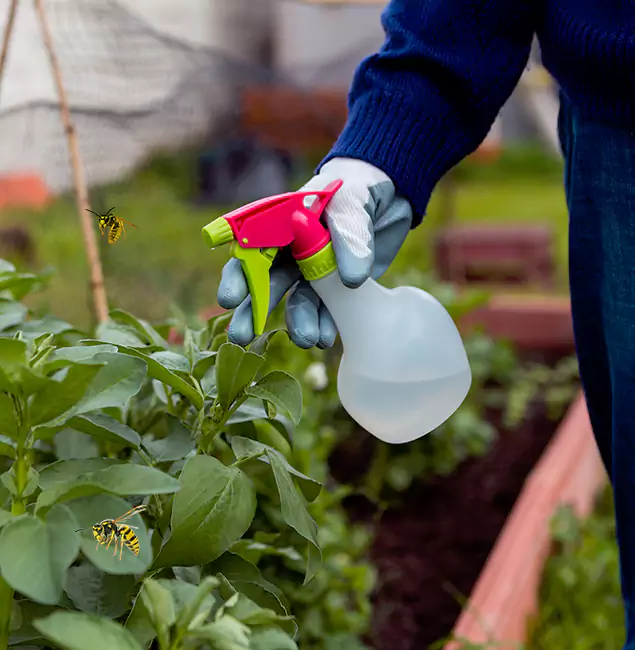 Why Montville Homeowners Choose Montville Pest Control Pro for Honey Bee Removal?