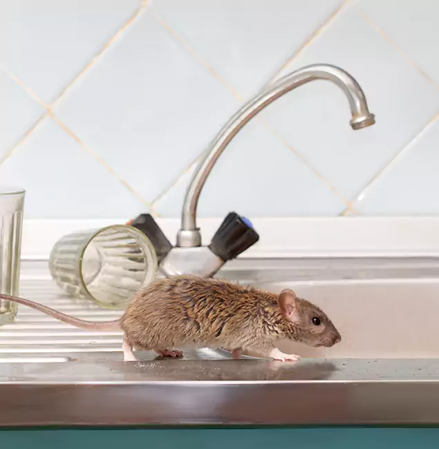Why Montville, NJ Trusts Montville Pest Control Pro for Humane Rodent Control?