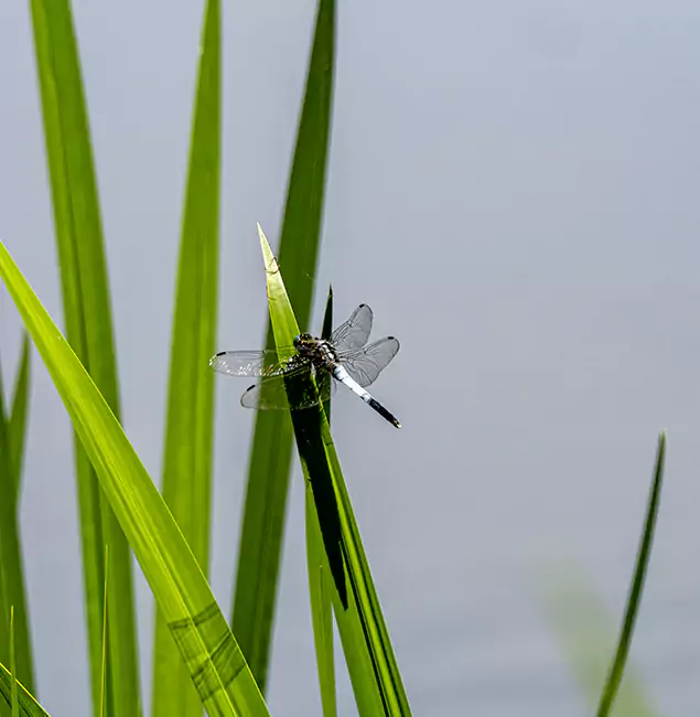 Why Montville Families Trust Montville Pest Control Pro for Mosquito Prevention?