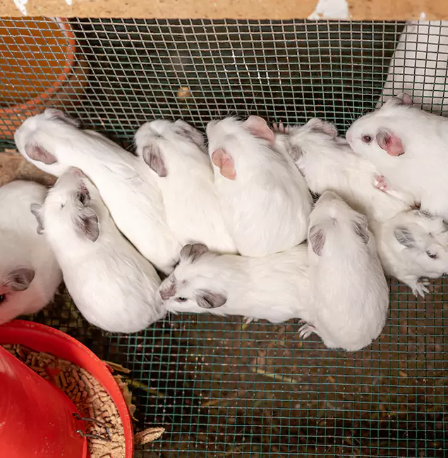 Why Montville Pest Control Pro Is the Trusted Choice in Montville, NJ?