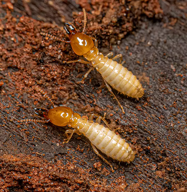 Why Choose Montville Pest Control Pro for Termite Treatment Without Tenting in Montville, NJ?