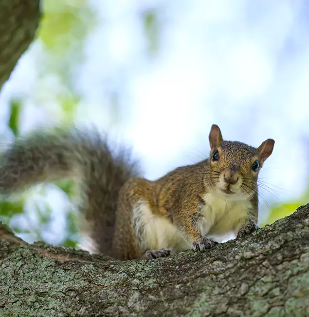 Why Montville, NJ Relies on Montville Pest Control Pro for Squirrel Pest Control?