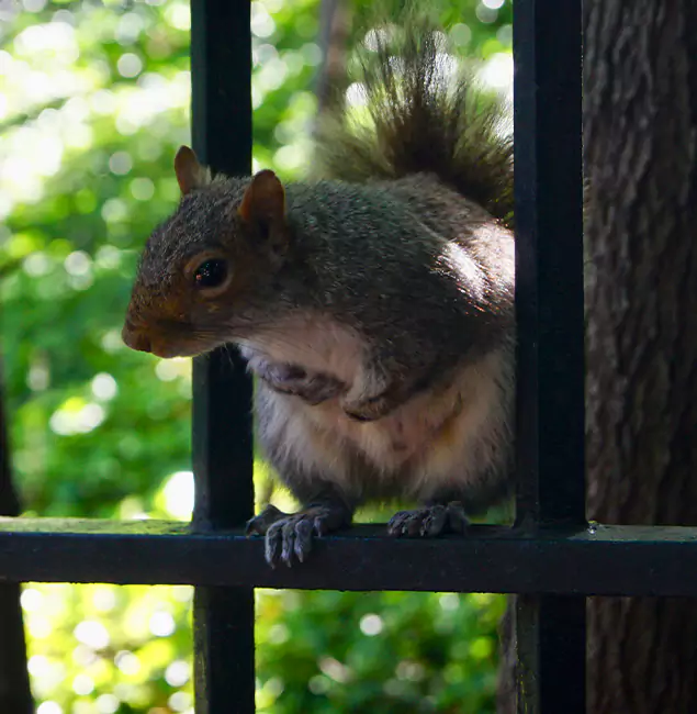 Why Montville, NJ Chooses Montville Pest Control Pro for Squirrel Removal?
