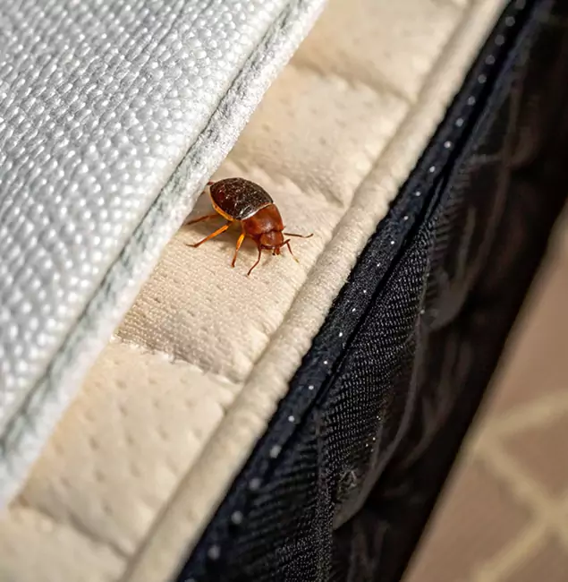 Why Montville Homeowners Trust Montville Pest Control Pro for Tick Treatment?