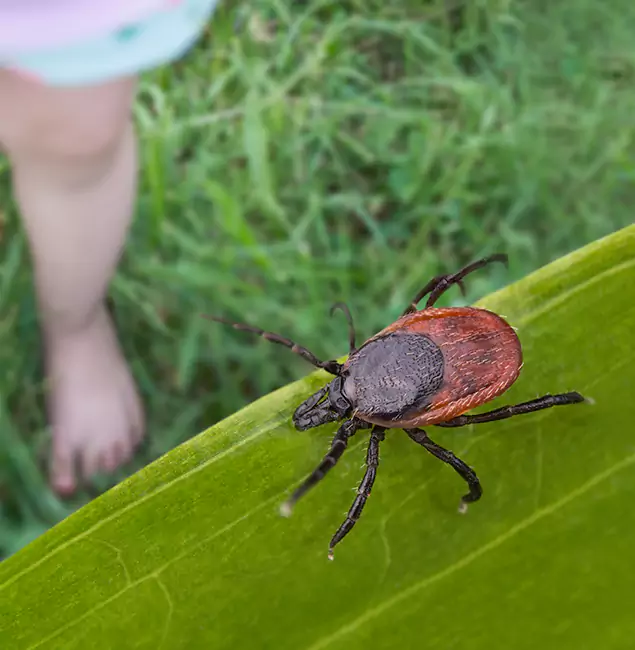 Why Montville Homeowners Choose Montville Pest Control Pro for Tick Extermination?