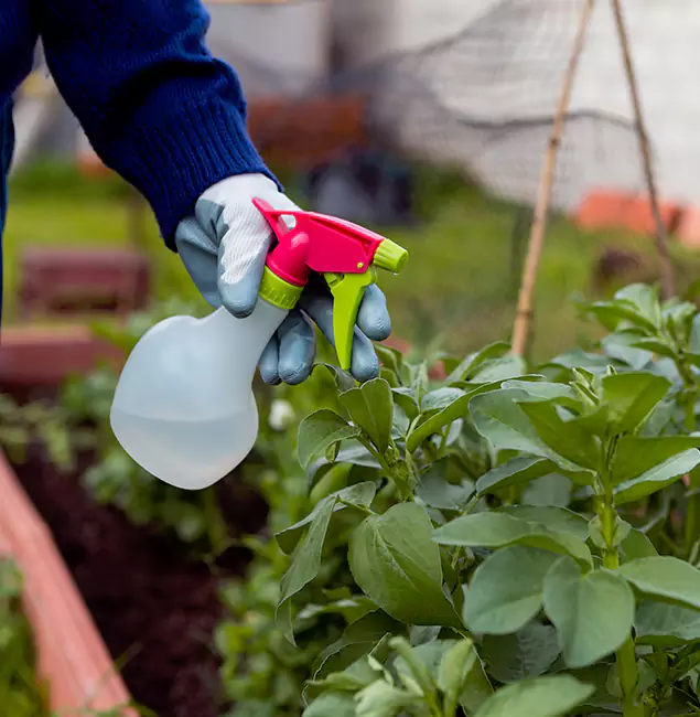 Why Montville Relies on Montville Pest Control Pro for Wasp Control Services?