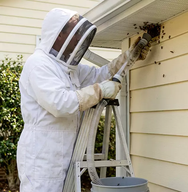 Why Montville Trusts Montville Pest Control Pro for Wasp Control?