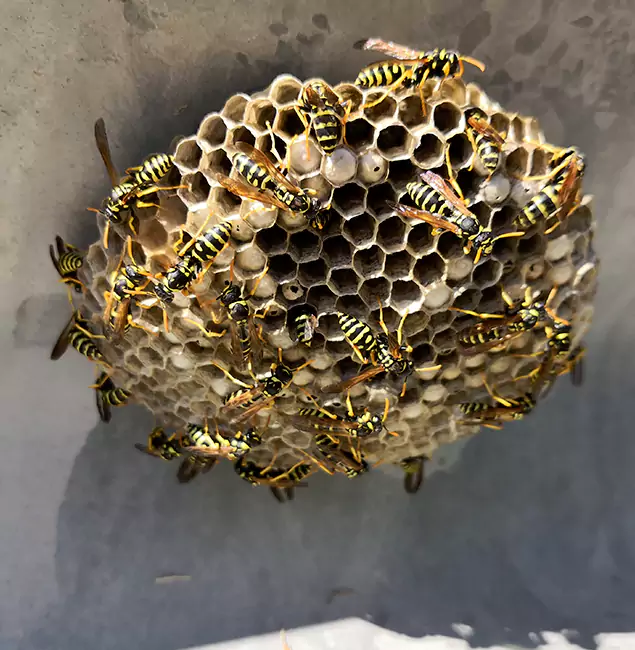 Why Montville Chooses Montville Pest Control Pro for Wasp Control Services?