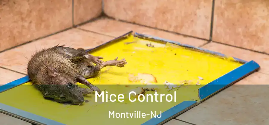 Mice Control Montville-NJ
