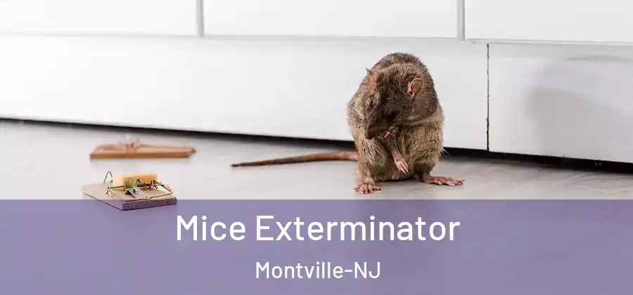 Mice Exterminator Montville-NJ