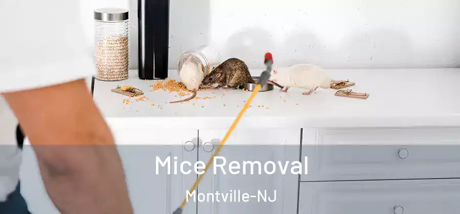  Mice Removal Montville-NJ