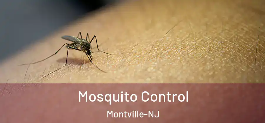 Mosquito Control Montville-NJ