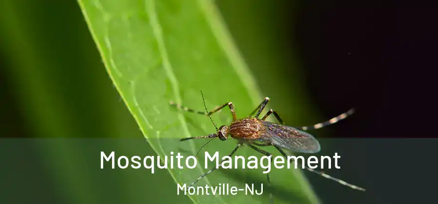 Mosquito Management Montville-NJ