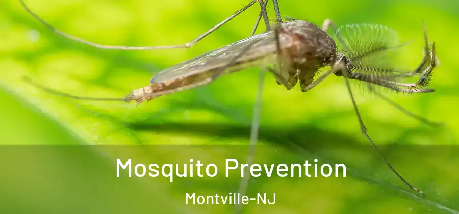 Mosquito Prevention Montville-NJ