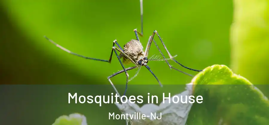 Mosquitoes in House Montville-NJ