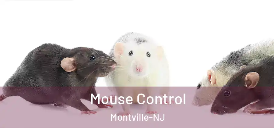 Mouse Control Montville-NJ