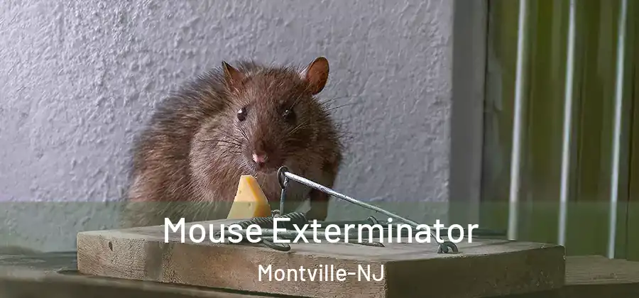 Mouse Exterminator Montville-NJ