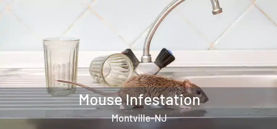 Mouse Infestation Montville-NJ